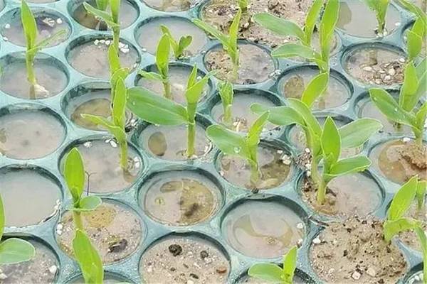 从一颗玉米的种植全过程,看看蔬菜是怎样的来之不易(附广州江南0529