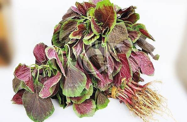 78万会泽人关注我们 人血汤的民间传说 苋菜又名小米菜,春天种植秋天