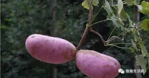 两当人一提起来就流口水的野生果子 你认识几个 新闻频道 手机搜狐