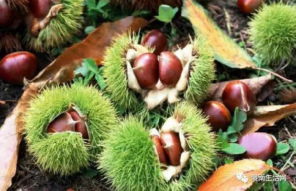 两当人一提起来就流口水的野生果子 你认识几个 新闻频道 手机搜狐