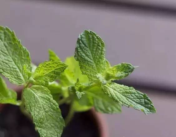 利用其本身吸收固定性佳的特性,可供種子發芽或扦插初期的生長,小苗均