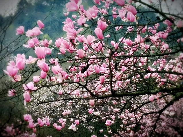 木末芙蓉花,山中发红萼.涧户寂无人,纷纷开且落-王维《辛夷坞》