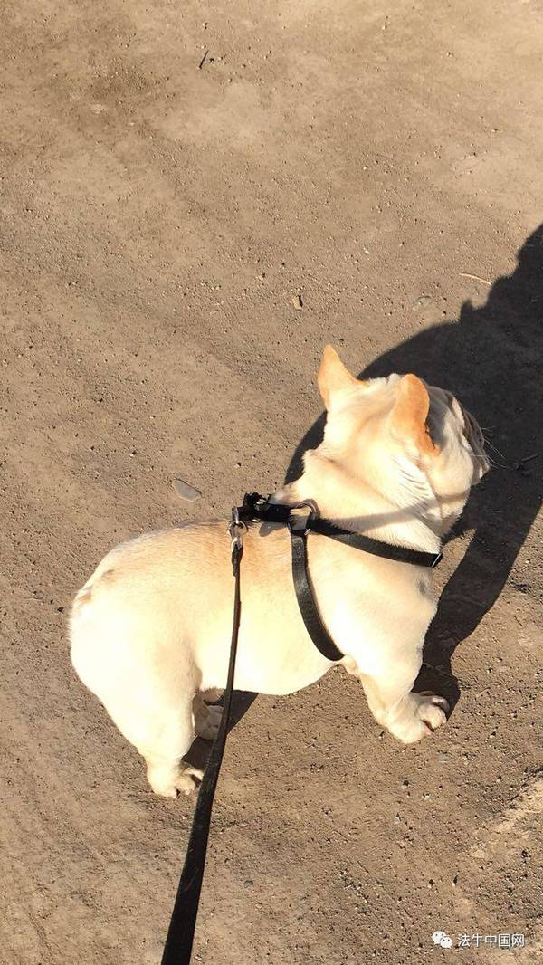 眼泡大,双目炯炯有神,它耳位周正,耳型标致优美,它尾型短小,腮皮垂坠