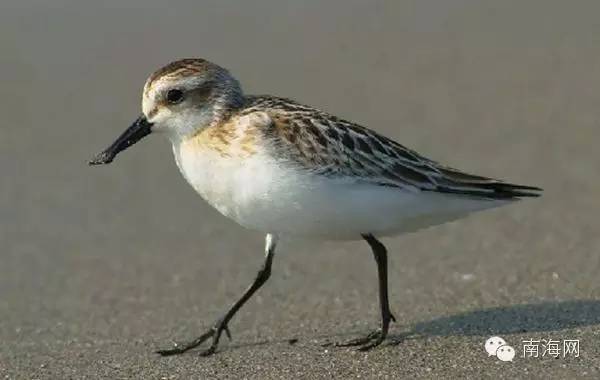 稀有生物七:海南發現珍稀鳥類勺嘴鷸 稱世界僅600只