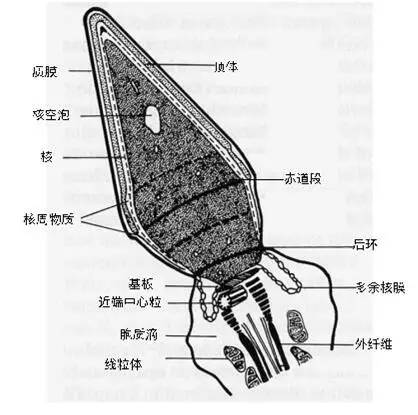 無頭精子症是個什麼鬼?