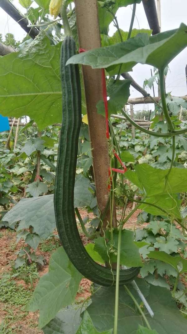 查了一下"百度",才知道,这个瓜确实也叫丝瓜,不过正式学名是"八棱瓜".