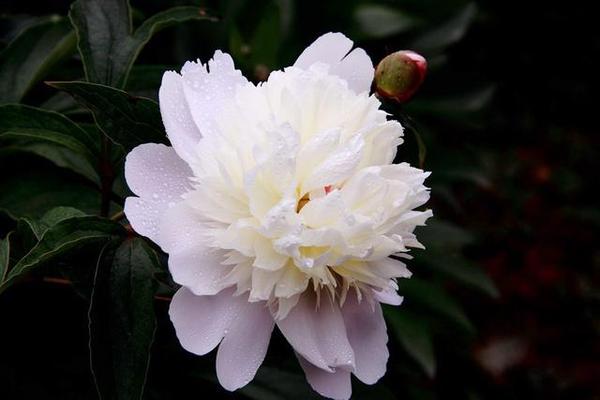 五月花神芍药花娇艳花相将离草 原创 旅游频道 手机搜狐