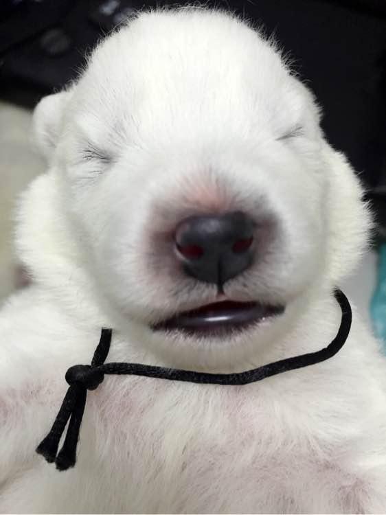 小编在此也告诫各位铲屎官,狗狗在怀孕期间一定要多多注意运动,避免