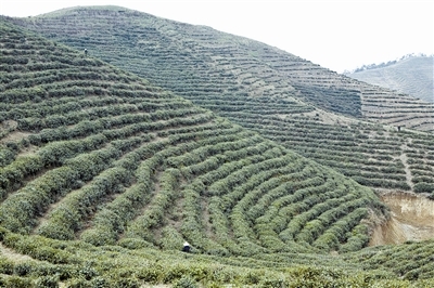 信阳罗山老寨茶:高山育好茶 好茶助农富