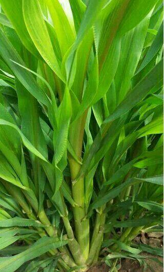 养牛好帮手,美国王草