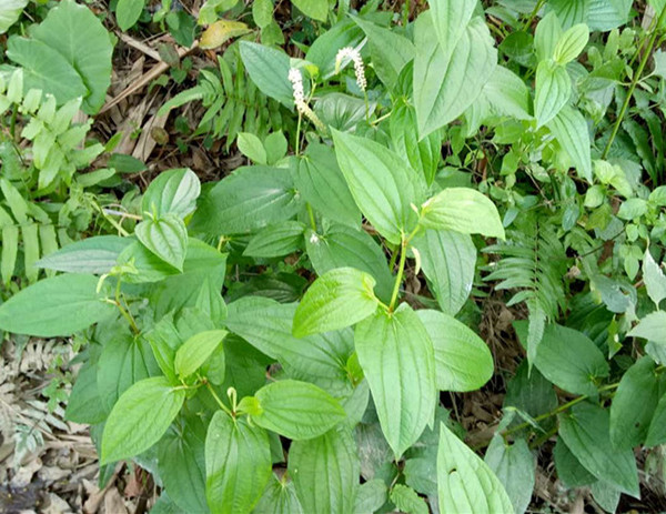 农村池塘边一种植物,用于妇科,筋骨风湿,特管用