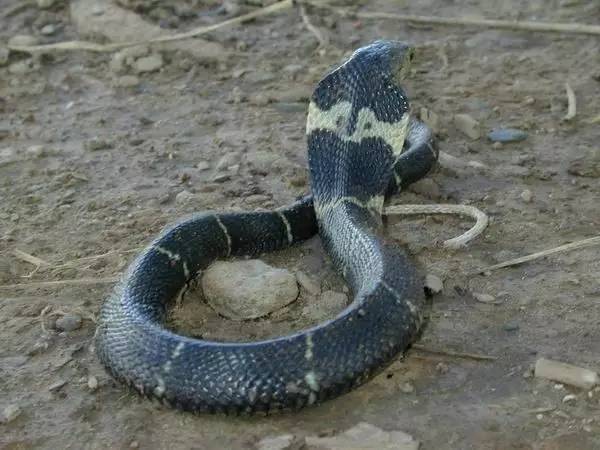 (配图眼镜蛇) 5月2日傍晚17点多,航头镇张大伯被送来市一医院急诊室