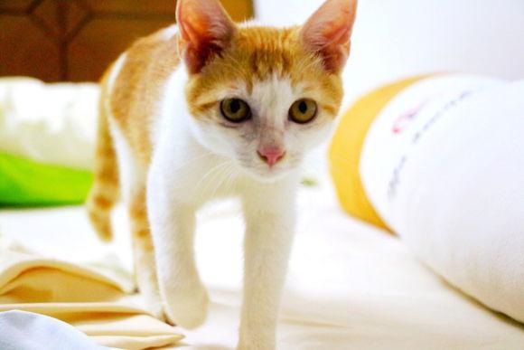捡到只小橘猫,喂养半年时间,从流浪到男神的蜕变