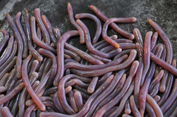 瞧:这就是收拾好的沙蛭.