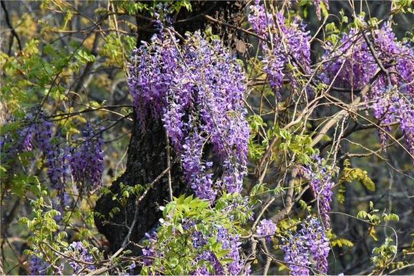 轩辕养生谷内,朝阳公主邀你共赏紫藤花开!