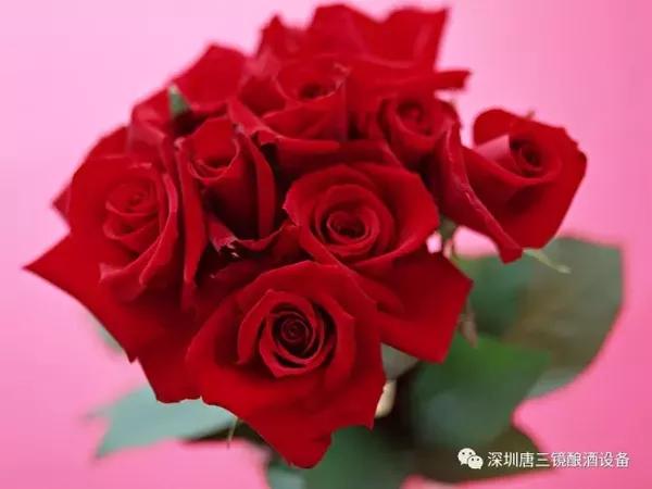 玫瑰花酒的制作方法 自制玫瑰花酒的做法 美食频道 手机搜狐