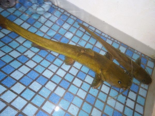 石板条,属鲶形目俗称:江鼠,石扁头,岩扁头,石胡子,牛尾巴,罐巴子等.