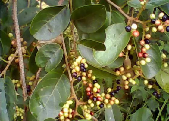 水榕子,现在河边应该还有,酸酸的开胃果