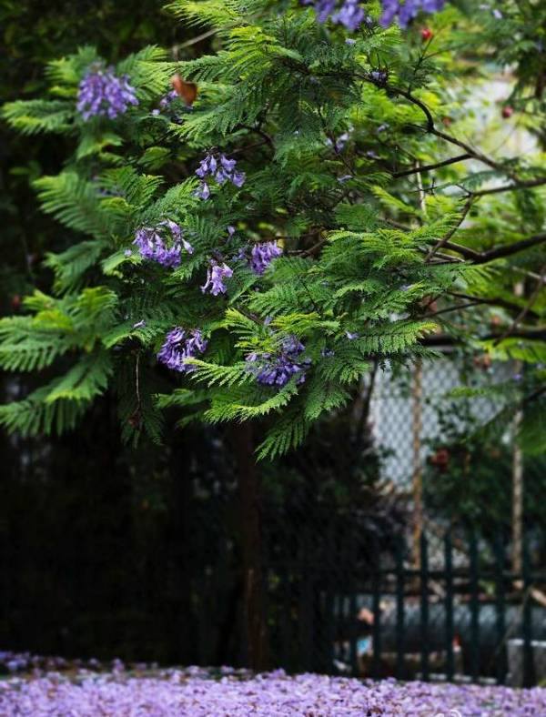 五月 昆明浸染 蓝花雨 花期只有十天 旅游频道 手机搜狐