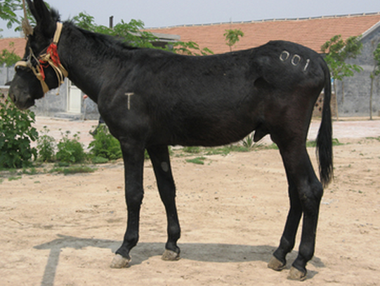 毛驴价格飞涨,背后三大原因在"作怪"!