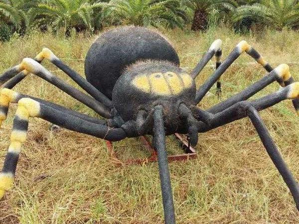 中国最大的蜘蛛图片图片