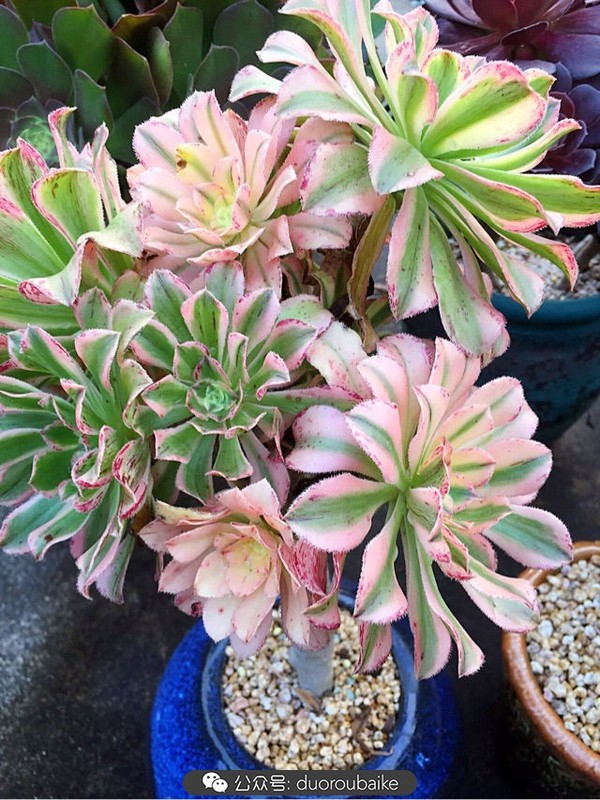 我愿用一生去爱你,法师!