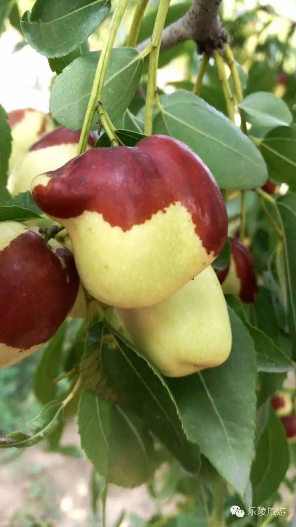 诗话故乡|你问我去向何方?我指着乐陵的方向~~~-旅游频道-手机搜狐