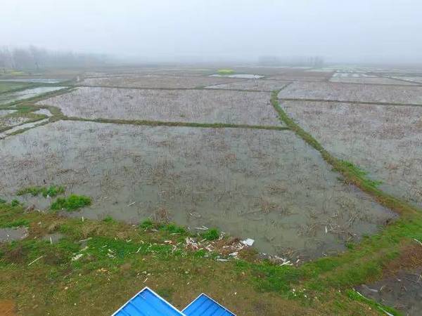 河南农田撂荒 小麦地里生野草 新闻频道 手机搜狐