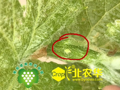 葡萄绿盲蝽特效药-斯博锐产品特点