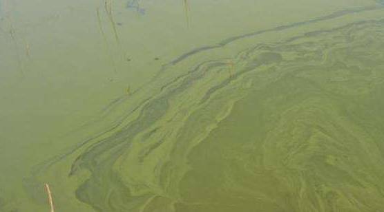 四,多甲藻,裸甲藻