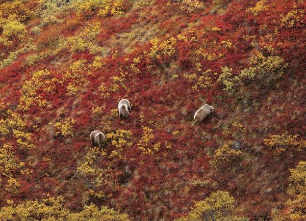 星野道夫是如何与阿拉斯加 恋爱 的 旅游频道 手机搜狐