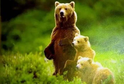 星野道夫是如何与阿拉斯加 恋爱 的 旅游频道 手机搜狐