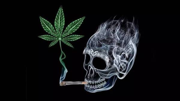 关于大麻这种毒品 你应该知道的东西都在这里 教育频道 手机搜狐