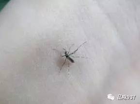 知道蚊子怕什么吗 不用蚊香 让你过一个没蚊子的夏天 母婴频道 手机搜狐