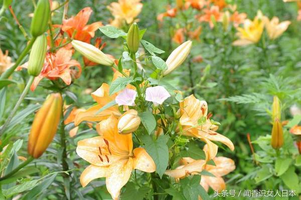 为什么圣母玛利亚手捧白色百合花 6月百合花开 旅游频道 手机搜狐