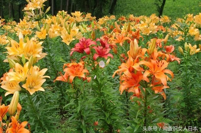 为什么圣母玛利亚手捧白色百合花 6月百合花开 旅游频道 手机搜狐