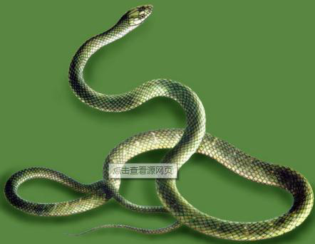 属蛇人 十二个不同的出生月 十二种不同的命运 星座频道 手机搜狐