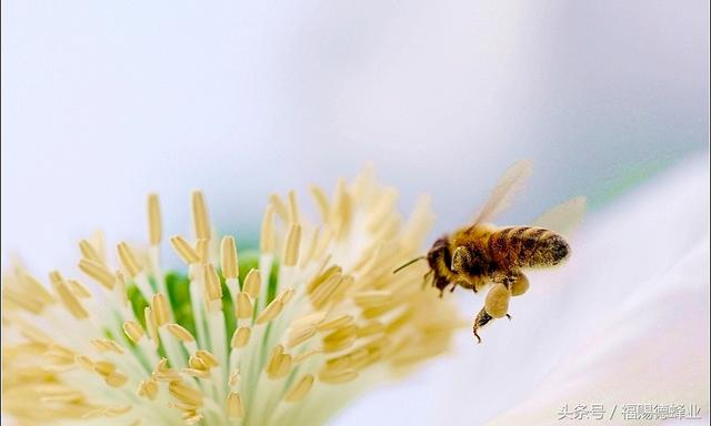 6个吃蜂花粉的理由 你无法抗拒 健康频道 手机搜狐