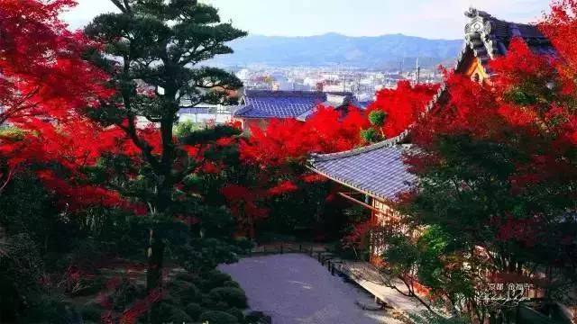 园林景观 日本十大最美枯山水庭院 旅游频道 手机搜狐
