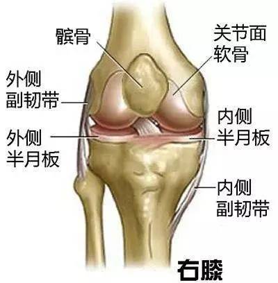 跑步到底伤膝盖吗 体育频道 手机搜狐