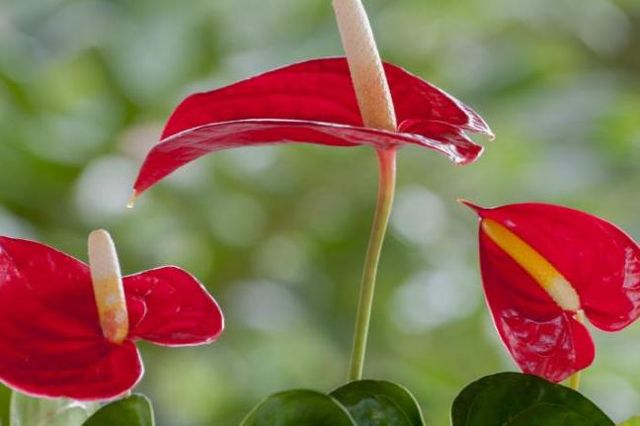 金秀风水 家居风水之红掌的风水作用 星座频道 手机搜狐 金秀风水 家居风水之红掌的风水作用 星座频道 手机搜狐
