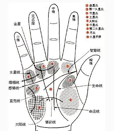 五大掌纹图解 一分钟教你自测一生运势 星座频道 手机搜狐