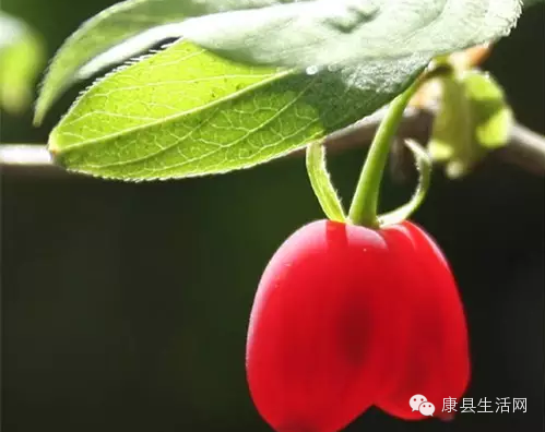 学名"阳春子",农历八月份熟,果实大小跟麦粒差不多,在成县叫"剪子",它