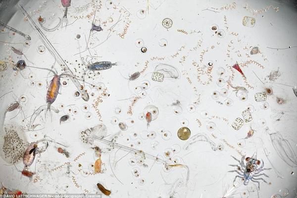 水精英带你识水篇 饮用水微生物 毒理指标及限值 健康频道 手机搜狐