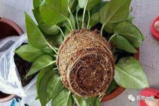 盆栽的根这样长 就是告诉你该换盆了 移植的技巧 时尚频道 手机搜狐