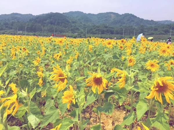 【夏日小清新】陽光滿溢,在曲江邂逅一片向日葵花海!