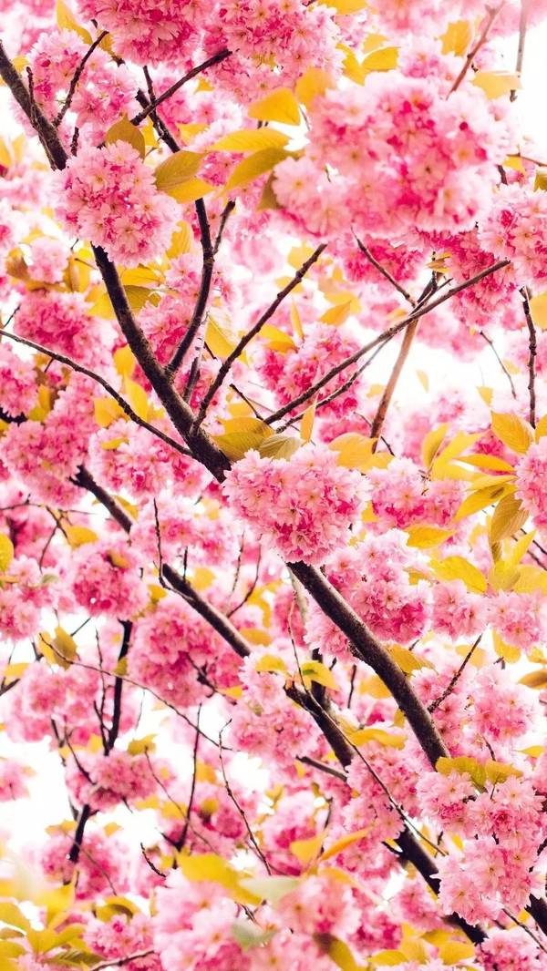 生如夏花之绚烂,绝美鲜花壁纸奉上!