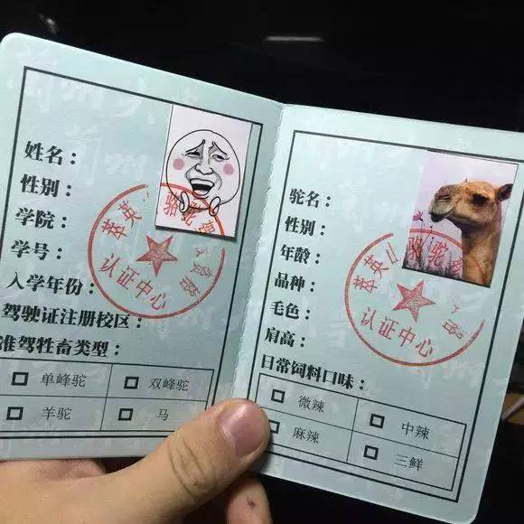 都说我们骑骆驼,你了解"骆驼证"的渊源吗?(内有福利)