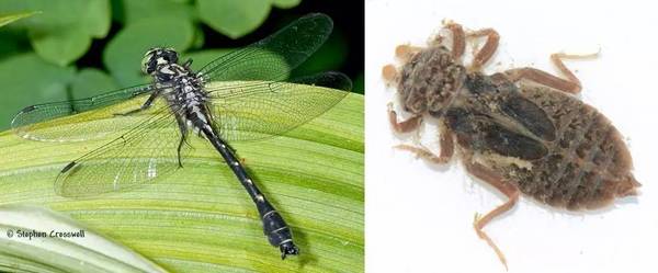 pokémon没有告诉你——蜻蜓的童年,这么科幻!