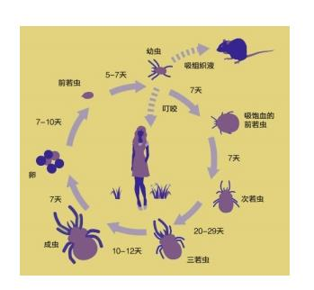 恙虫到底有多大的危害